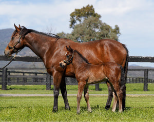 Breednet Gallery - Snitzel Coolmore, NSW