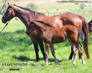 Breednet Gallery - Wootton Bassett (GB) Segenhoe Stud, NSW