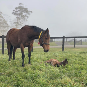 Breednet Gallery - Wild Ruler Silverdale Farm, NSW