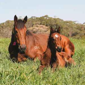 Breednet Gallery - Wild Ruler Silverdale Farm, NSW