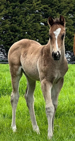 Breednet Gallery - Wooded (IRE) Meluka Thoroughbreds, Vic