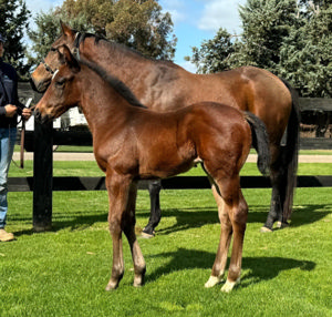 Breednet Gallery - Wooded (IRE) Swettenham Stud, Vic