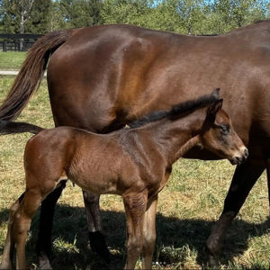 Breednet Gallery - Wootton Bassett (GB) Woppitt Bloodstock