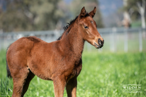 Breednet Gallery - Zoustar Widden Stud, NSW