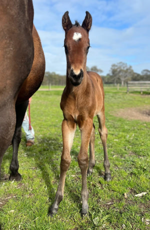 Breednet Gallery - Yes Yes Yes Larneuk Stud, Vic