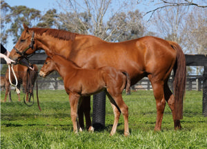 Breednet Gallery - Yes Yes Yes Coolmore, NSW