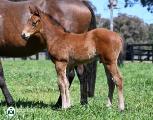 Breednet Gallery - Star Turn Vinery Stud, NSW