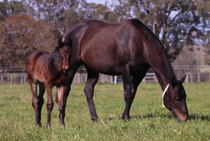 Breednet Gallery - Pierro Lime Country Thoroughbreds, NSW