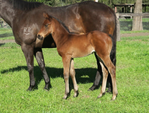 Breednet Gallery - Zousain Davali Thoroughbreds, NSW 