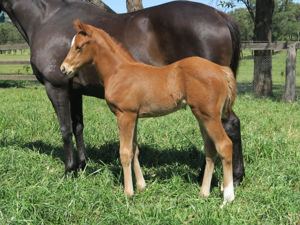 Breednet Gallery - Zousain Davali Thoroughbreds, NSW 