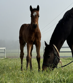 Breednet Gallery - Zousain Toskana Lodge, NSW