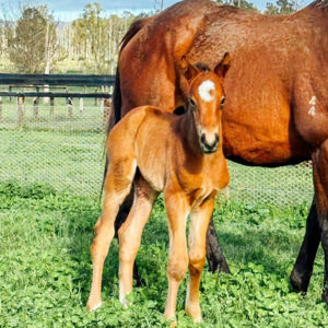 Breednet Gallery - Zousain Bhima Thoroughbreds, NSW