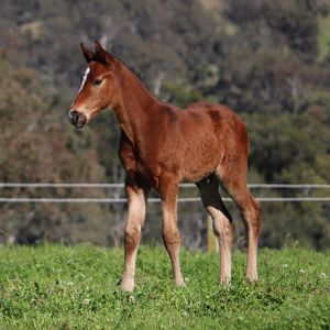 Breednet Gallery - Zoustar Lime Country Thoroughbreds, NSW