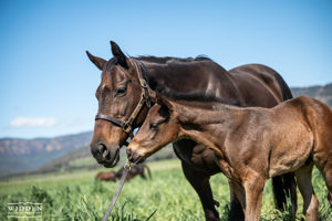 Breednet Gallery - Zoustar Widden Stud, NSW