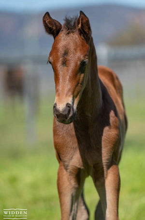 Breednet Gallery - Zoustar Widden Stud, NSW