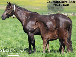 Breednet Gallery - Zoustar Segenhoe Stud, NSW