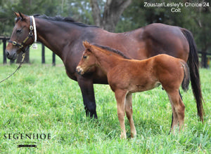 Breednet Gallery - Zoustar Segenhoe Stud, NSW