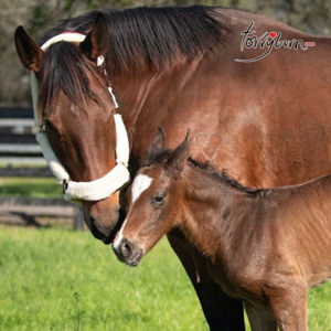 Breednet Gallery - Zoustar Torryburn Stud