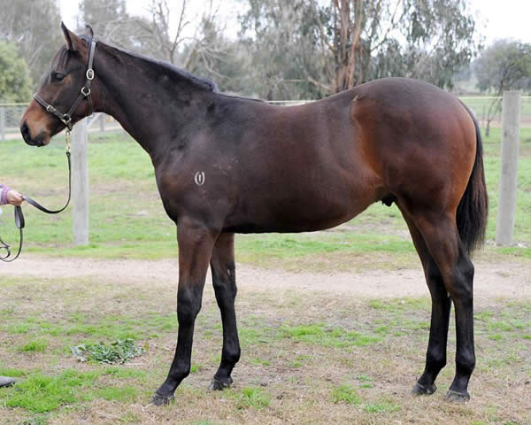 Anacheeva at Great Southern Weanling Sale