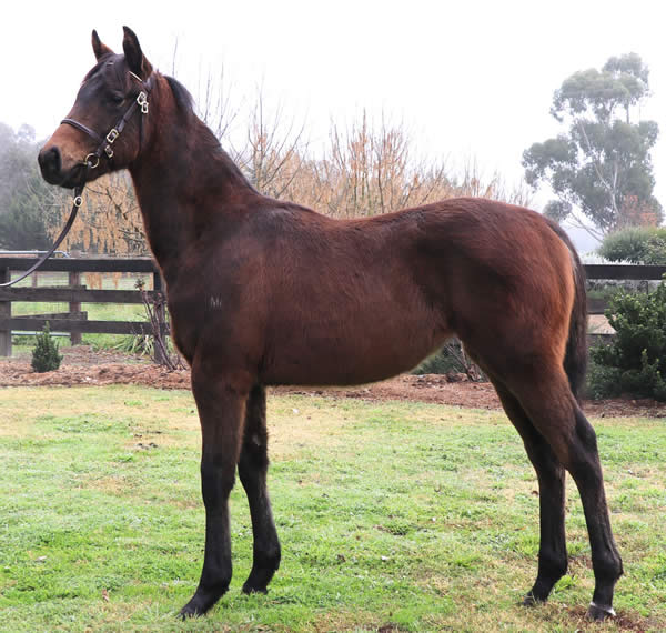 Anacheeva at Great Southern Weanling Sale