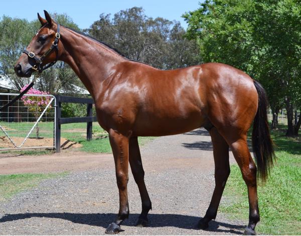 WELLINGTON Race Results Breednet