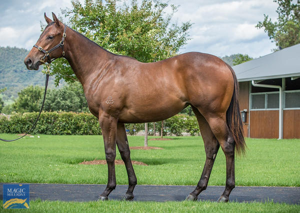 Arrowfield Stud - MM Gold Coast Yearling Sale Lot 1009