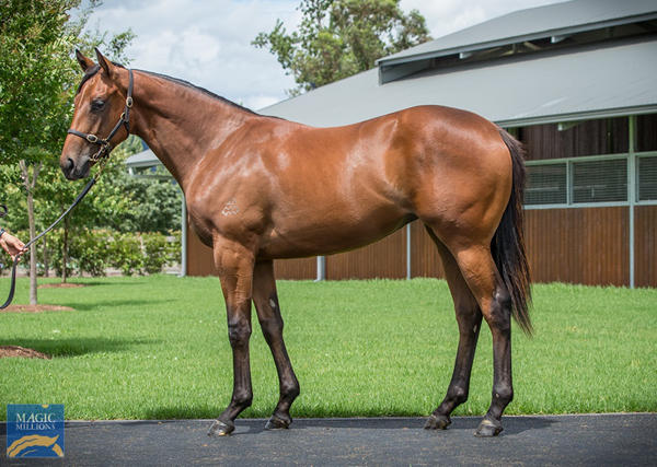 Arrowfield Stud - MM Gold Coast Yearling Sale Lot 1010