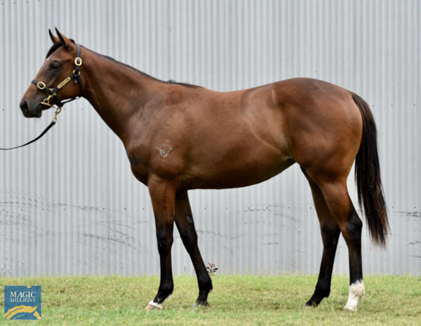 Valiant Stud - MM Gold Coast Yearling Sale Lot 1014
