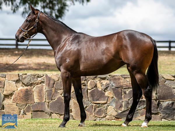 Twin Hills Stud - MM Gold Coast Yearling Sale Lot 1020