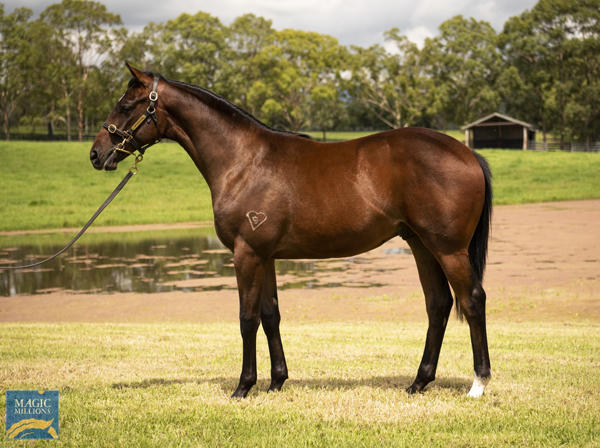 Torryburn Stud - MM Gold Coast Yearling Sale Lot 1029
