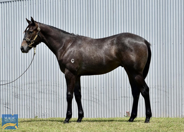 Valiant Stud - MM Gold Coast Yearling Sale Lot 1067