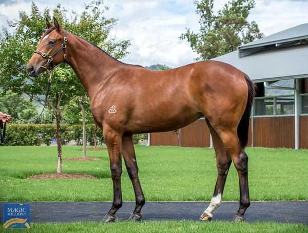 Arrowfield Stud - MM Gold Coast Yearling Sale Lot 1079
