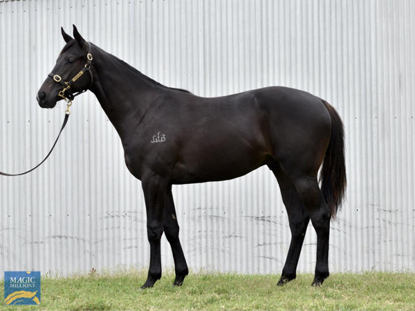 Valiant Stud - MM Gold Coast Yearling Sale Lot 1093