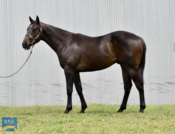 Valiant Stud - MM Gold Coast Yearling Sale Lot 1158