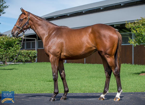Arrowfield Stud - MM Gold Coast Yearling Sale Lot 1163