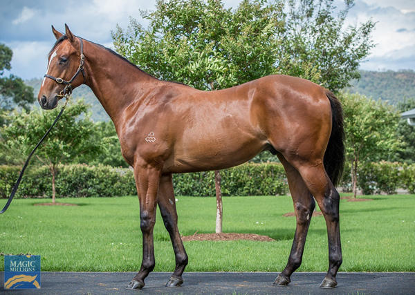 Arrowfield Stud - MM Gold Coast Yearling Sale Lot 1169