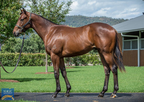 Arrowfield Stud - MM Gold Coast Yearling Sale Lot 1174