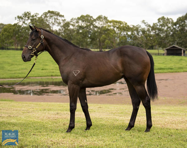 Torryburn Stud - MM Gold Coast Yearling Sale Lot 1235