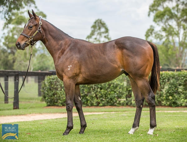 Yarraman Park Stud - MM Gold Coast Yearling Sale Lot 1261