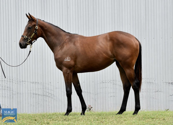 Valiant Stud - MM Gold Coast Yearling Sale Lot 989