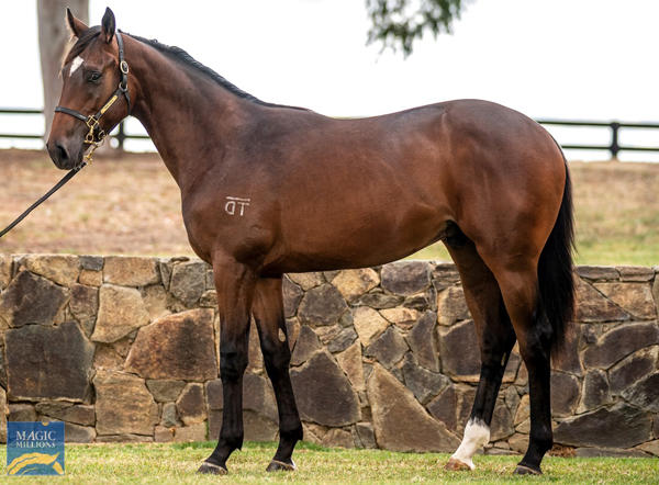 Twin Hills Stud - MM Gold Coast Yearling Sale Lot 991