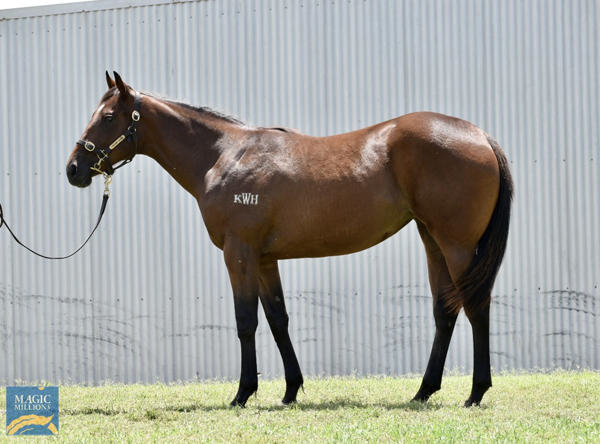 Valiant Stud - MM Gold Coast Yearling Sale Lot 993