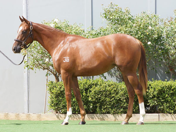 WELLINGTON Race Results Breednet