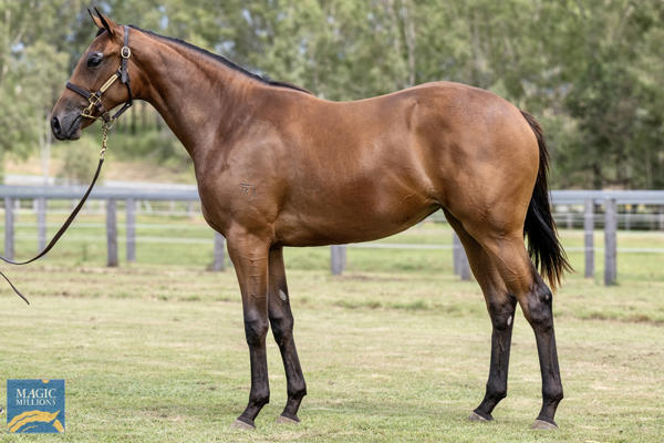 Written By  at Gold Coast March Yearling Sale