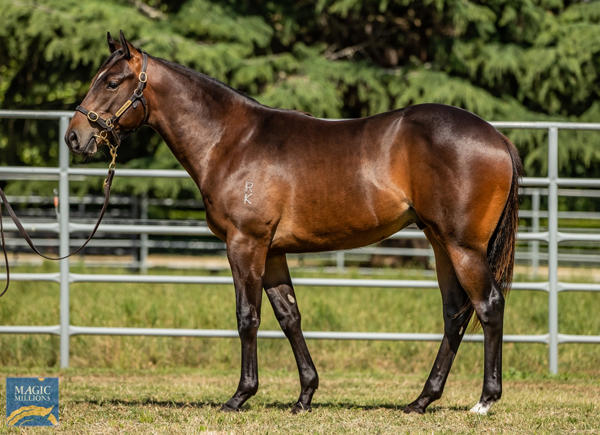 Newhaven Park - MM Gold Coast Yearling Sale Lot 1001