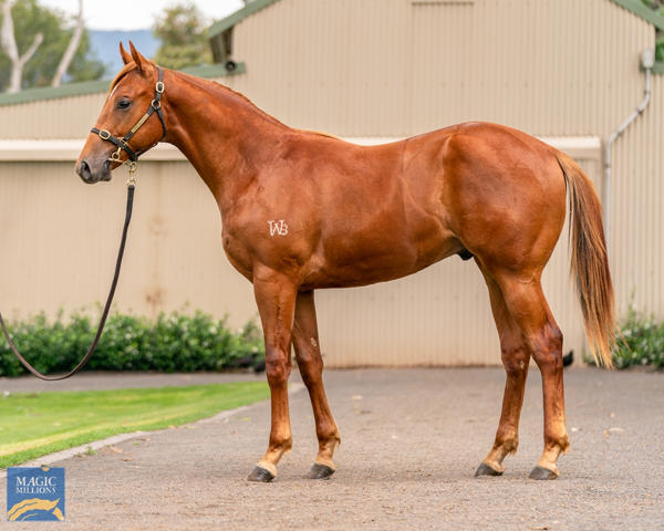 Kitchwin Hills - MM Gold Coast Yearling Sale Lot 1016