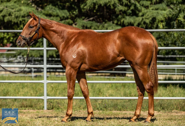 Newhaven Park - MM Gold Coast Yearling Sale Lot 1022
