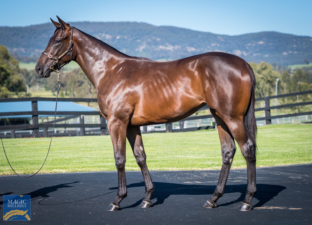 Cressfield - MM Gold Coast Yearling Sale Lot 1043