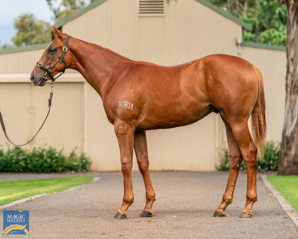 Kitchwin Hills - MM Gold Coast Yearling Sale Lot 1047