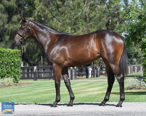 Coolmore Stud - MM Gold Coast Yearling Sale Lot 1058